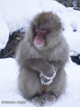 Snow Monkey (Japanese Macaque)