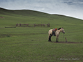 Horse in Mongolia