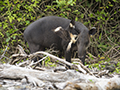 Baird's Tapir