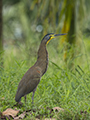 Bare-Throated Tiger Heron