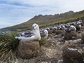 Black-Browed Albatross