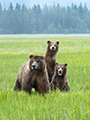 Coastal Brown Bear and Cubs