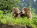 Coastal Brown Bear and Cub