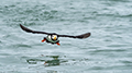 Horned Puffin