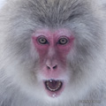Snow Monkey (Japanese Macaque)