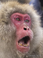 Snow Monkey (Japanese Macaque)