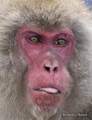 Snow Monkey (Japanese Macaque)