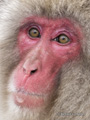 Snow Monkey (Japanese Macaque)