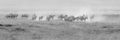 Zebra on a Dusty March