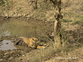 Bengal Tiger