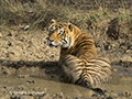 Bengal Tiger