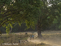 Jeep Exploring Kanha National Park