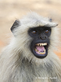 Gray Langur