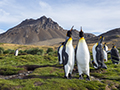 King Penguin