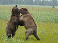Coastal Brown Bear Cubs