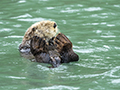 Sea Otter