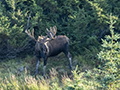 Moose