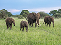 African Elephant