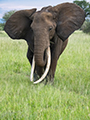 African Elephant