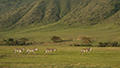 Common Zebra