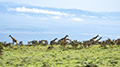 Maasai Giraffe