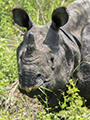Indian Rhinoceros