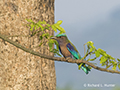 Indian Roller