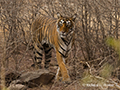 Bengal Tiger