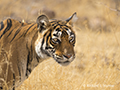 Bengal Tiger