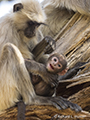 Gray Langur with Infant