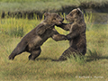 Coastal Brown Bear Cubs