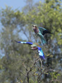 Lilac-Breasted Roller