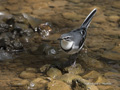 Mountain Wagtail