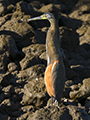 Bare-Throated Tiger Heron