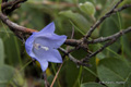 Harebell
