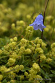 Harebell