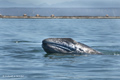Gray Whale