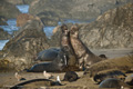 Northern Elephant Seal (males fighting)