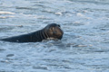 Northern Elephant Seal (male)