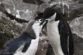 Chinstrap Penguin and Feeding Chick