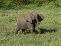 African Elephant
