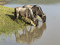 Wildebeest