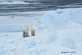 Polar Bear and Cub