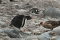 Gentoo Penguin and South Polar Skua