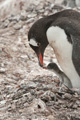 Gentoo Penguin wih Chick