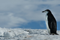 Chinstrap Penguin