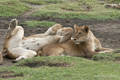 Lions, Serengeti, Tanzania