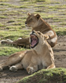 Lions, Serengeti, Tanzania