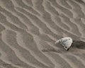 Sand Dollars on Isla Magdalena