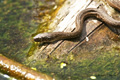 Sonoran Whipsnake
